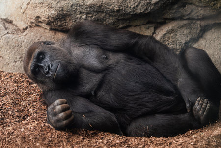 Gorilla Resting Peacefully on Mulch in Enclosureの写真素材