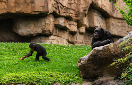 Mother and Baby Chimpanzee Interacting in Rocky Habitatの写真素材