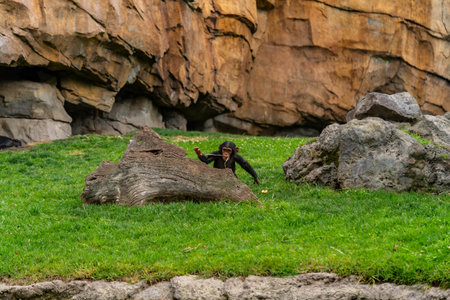 Playful Baby Chimpanzee Chewing on Stick in Grassy Enclosureの写真素材