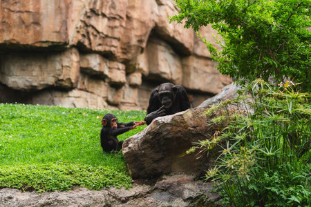 Mother and Baby Chimpanzee Interacting in Rocky Habitatの写真素材