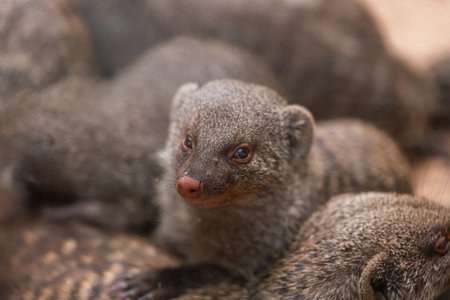 Group of Banded Mongooses Resting Closely Togetherの写真素材
