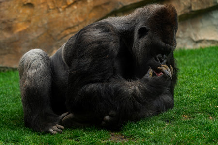 Silverback Gorilla Sitting Quietly on Grassの写真素材