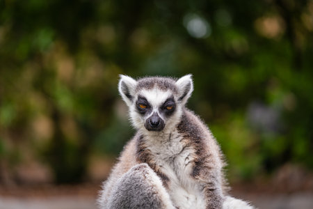 A shot of ring tailed lemur