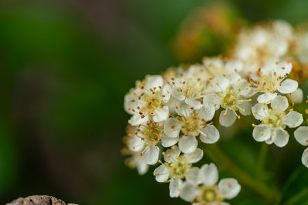 Ant on White Blossoms in Garden with Faded Flowers Nearbyの写真素材