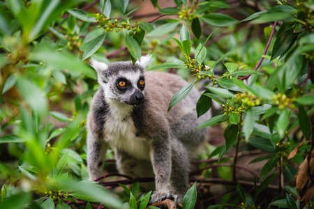 A shot of ring tailed lemur