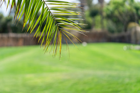 Close-Up of Palm Leaf Overlooking Sunny Green Fieldの写真素材