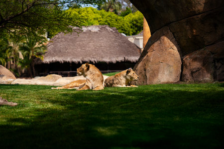 Lionesses Resting in the Shade on a Sunny Dayの写真素材