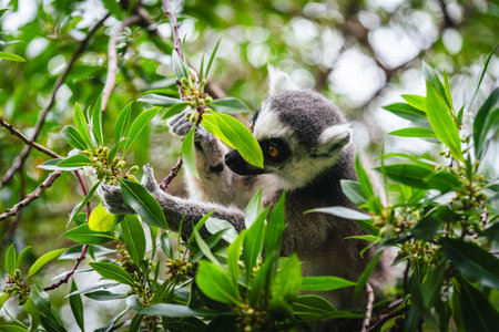 Ring-Tailed Lemur Exploring in Dense Green Foliage