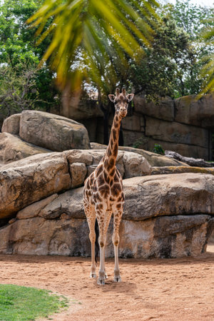 Giraffe Standing in Rocky Enclosure with Trees Overheadの写真素材