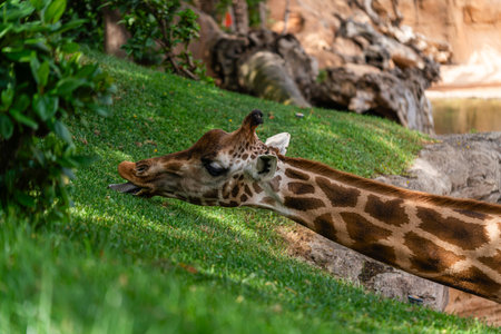 Close-Up of Giraffe Grazing on Lush Green Grassの写真素材