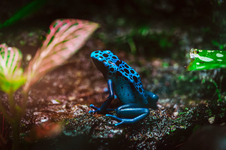 Blue Poison Dart Frog in Lush Tropical Habitatの写真素材