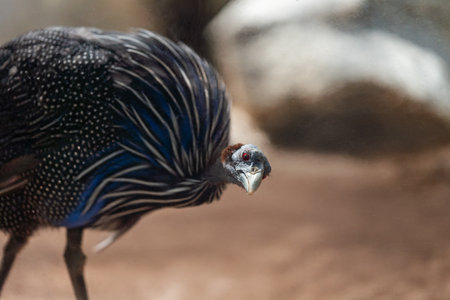 Vulturine Guineafowl Standing on Sandy Groundの写真素材