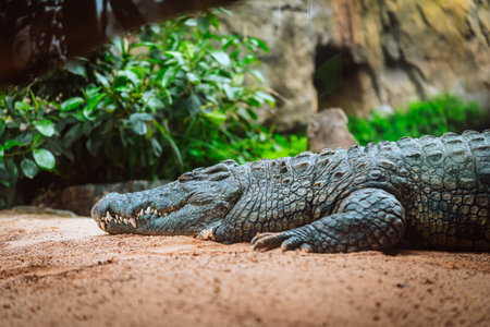 Crocodile Resting on Warm Sand Between Rocksの写真素材