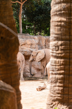 Elephants Feeding in Rocky Enclosure Framed by Treesの写真素材