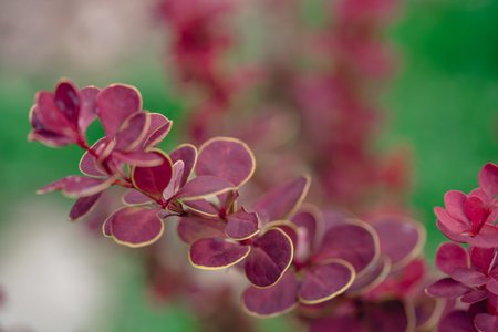 Purple Japanese barberry