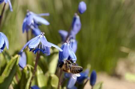 blue spring flower - Liliaceae - Scilla sibirica Andr.の写真素材