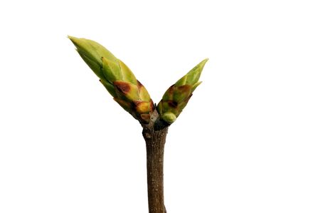 young green bud on the branch isolated on whiteの写真素材