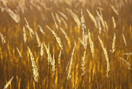 Spikelets of grass forming a natural golden background. Shallow depth of field.の写真素材