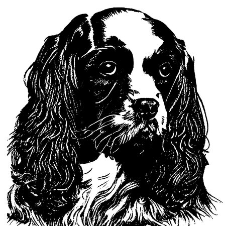 black and white engrave ink drawing of a cocker spanielの写真素材