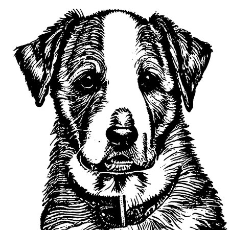black and white engraving illustration of a Pitbull Terrierの写真素材