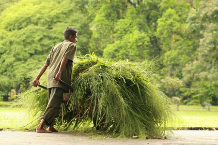 labor in sri lankaの写真素材