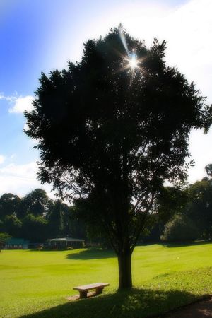 bench under the treeの写真素材