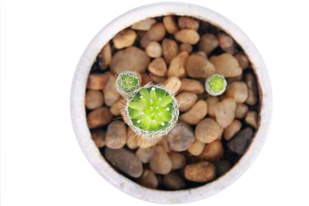 patok pant in potの写真素材