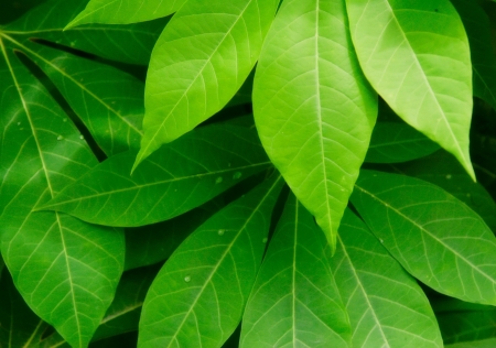 Leaves close up の写真素材