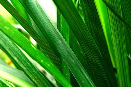 Leave close upの写真素材