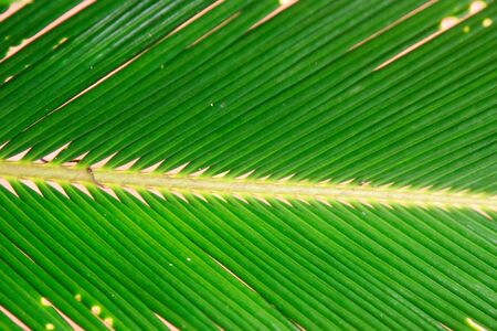 Leave close upの写真素材