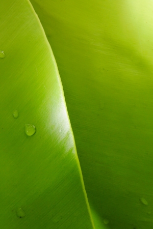 Leave close upの写真素材