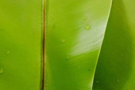 Leave close upの写真素材