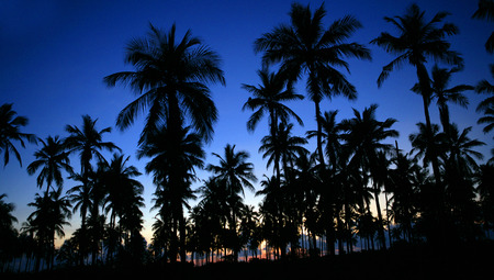 cocount treesの写真素材