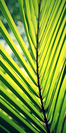 coconut leafの写真素材