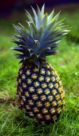 fresh pinnaple on a grassの写真素材