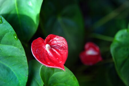 Red Anthurium flowerの写真素材