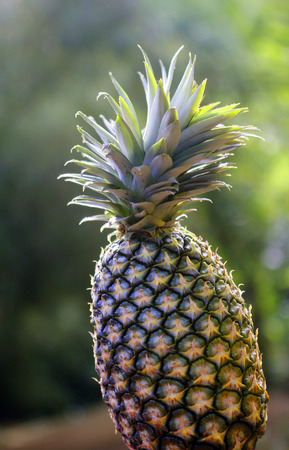 fresh Pinappleの写真素材