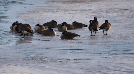 Canadian Geese on ice near open waterの写真素材
