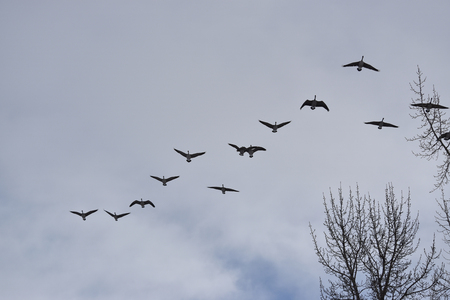 Canadian Geese Flying in Formationの写真素材
