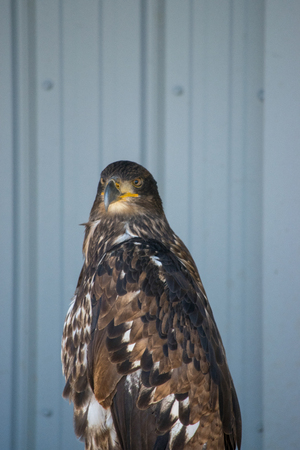 Two Year Old Juvenile Bald Eagle (haliaeetus leucocephalus) is a bird of prey found in North...