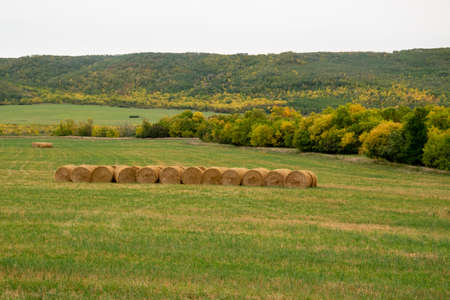 Fresh hay newly baled still in the field.