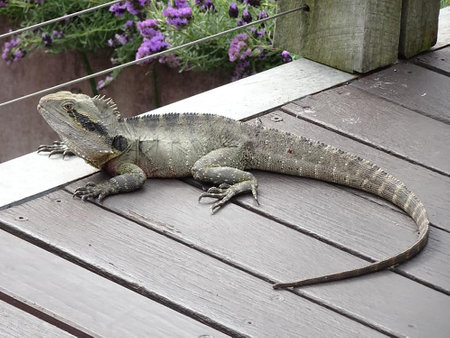 lizard on decking floor in park greenの写真素材