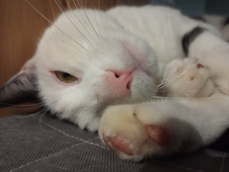 cat sleeping on floorの写真素材