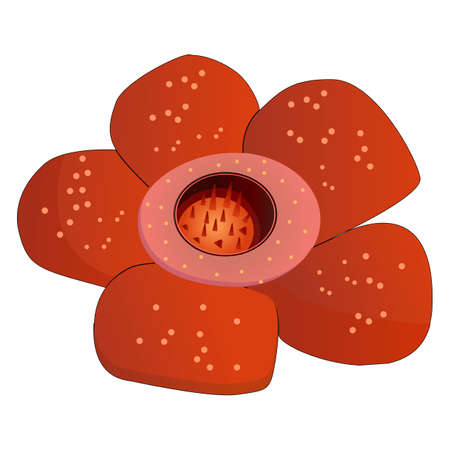 ILLUSTRATION OF raflesia arnoldi flowerのイラスト素材