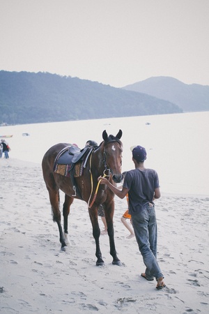 horse at the beachのeditorial素材
