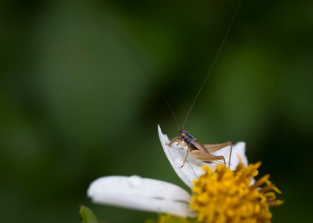 A Crickets is perched on a wild flower petals