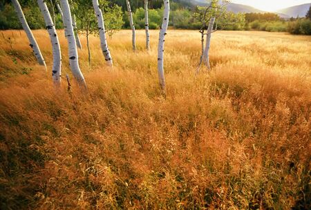 Aspen trees in a golden meadow -  panoramic scenic landscapeの写真素材