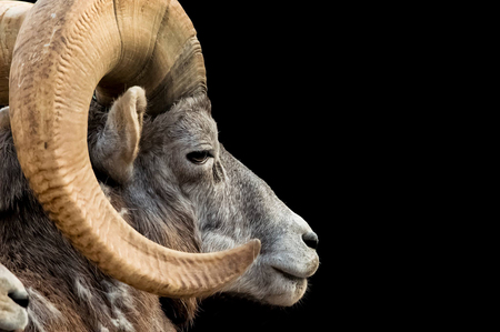 Bighorn sheepの写真素材