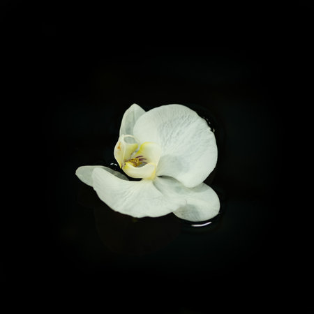 White orchid on a black background, close-up, macroの写真素材