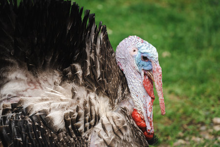 Portrait of a male turkey on a green background. Close-up.の写真素材